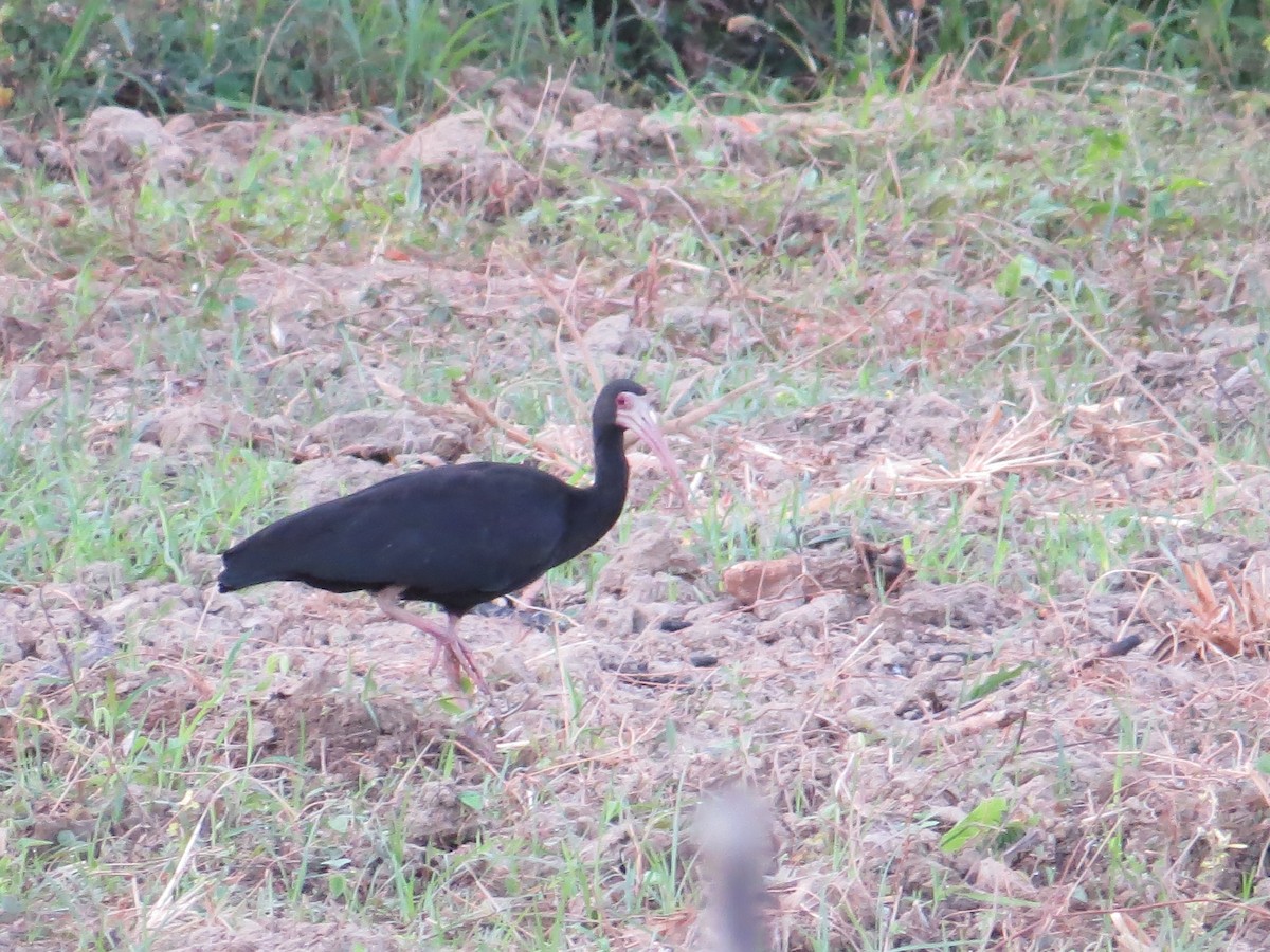 ibis tmavý - ML331206081