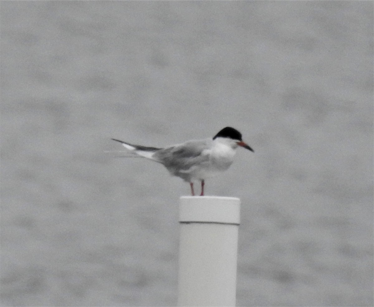 Forster's Tern - ML331209111