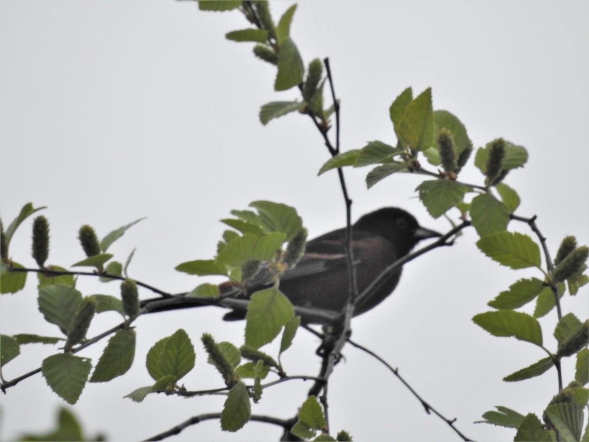 Orchard Oriole - ML331209331