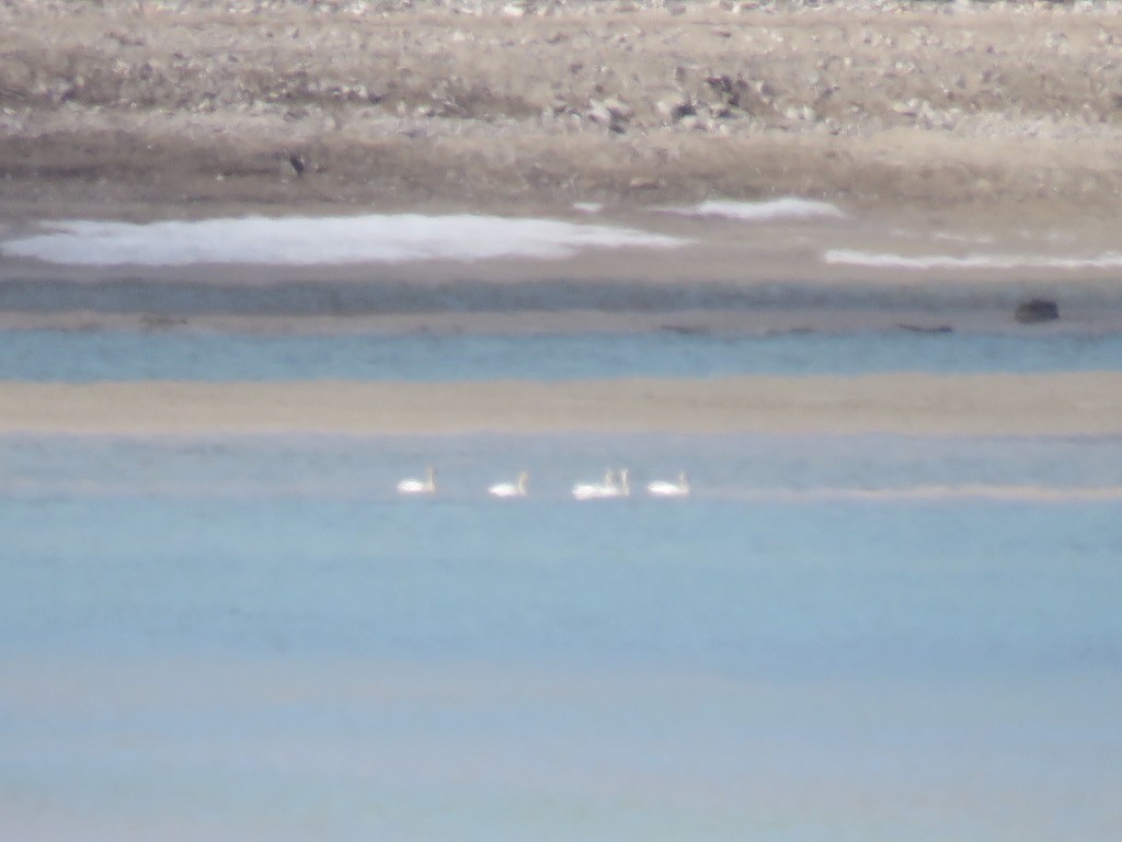 Trumpeter/Tundra Swan - Cathy  Ross