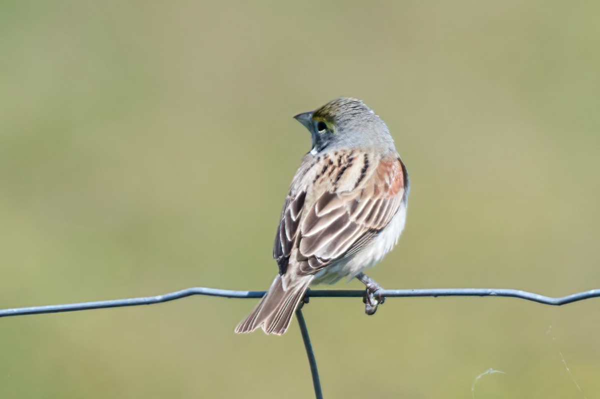 Dickcissel - ML331213221
