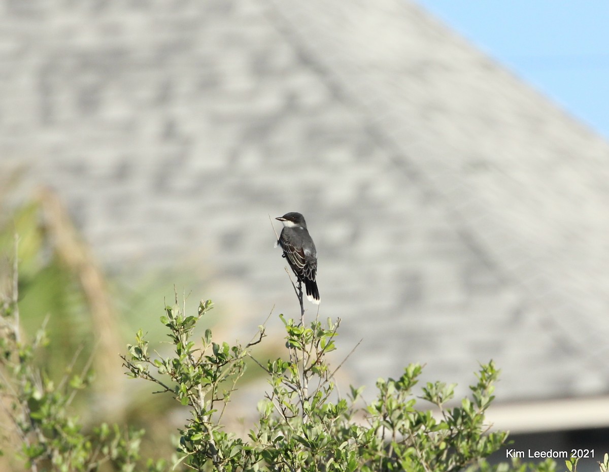 Eastern Kingbird - ML331215011