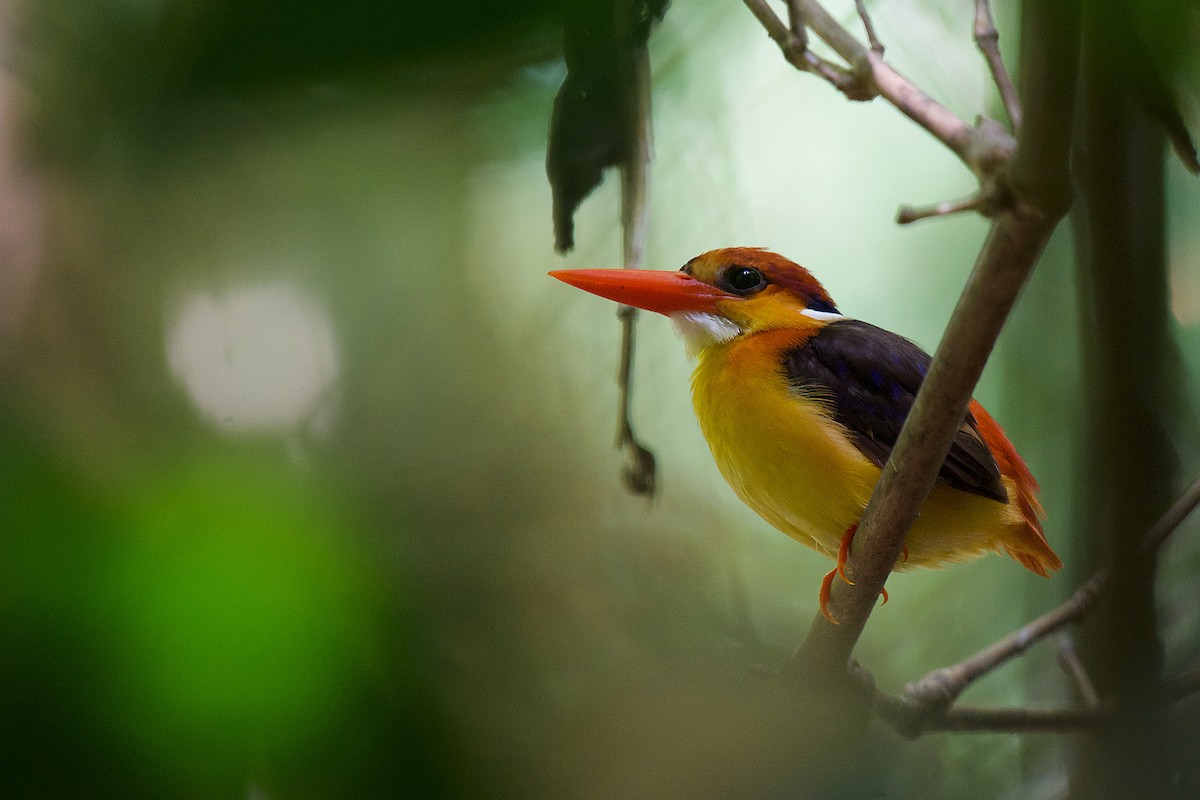 Black-backed Dwarf-Kingfisher - ML331216001