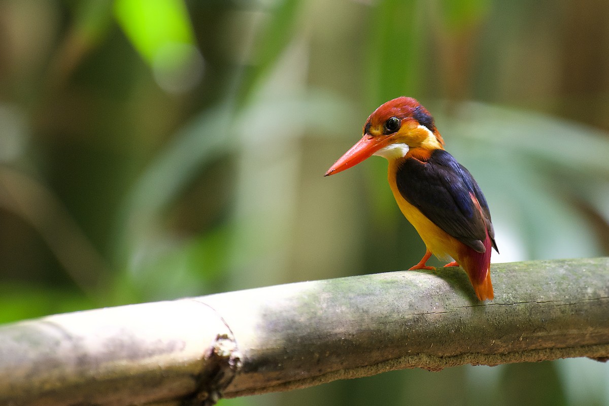 Black-backed Dwarf-Kingfisher - sarawin Kreangpichitchai
