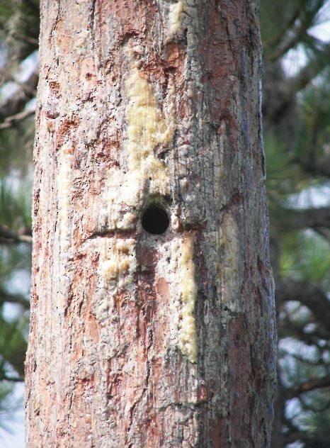 Red-cockaded Woodpecker - Bill Pranty