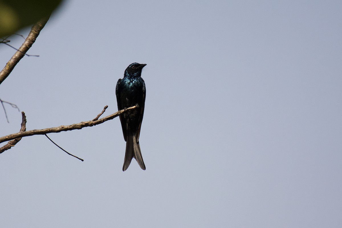 Bronzed Drongo - sarawin Kreangpichitchai