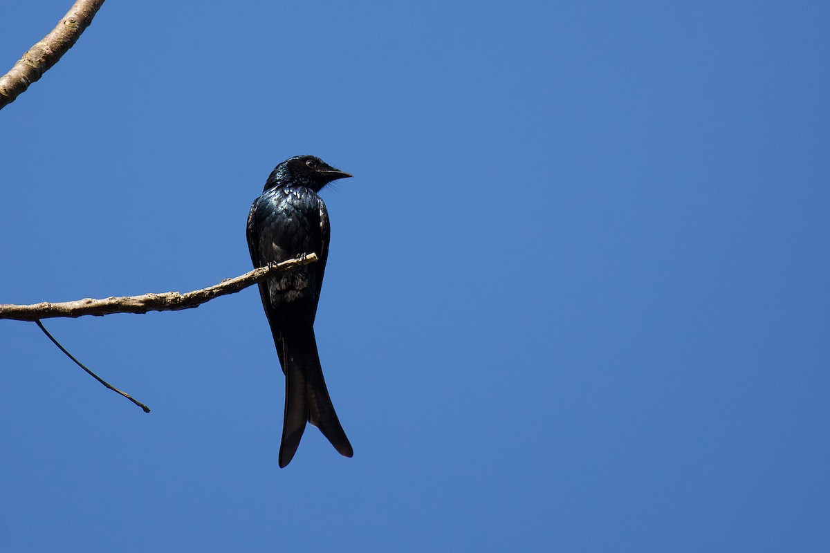 Drongo bronzé - ML331216501