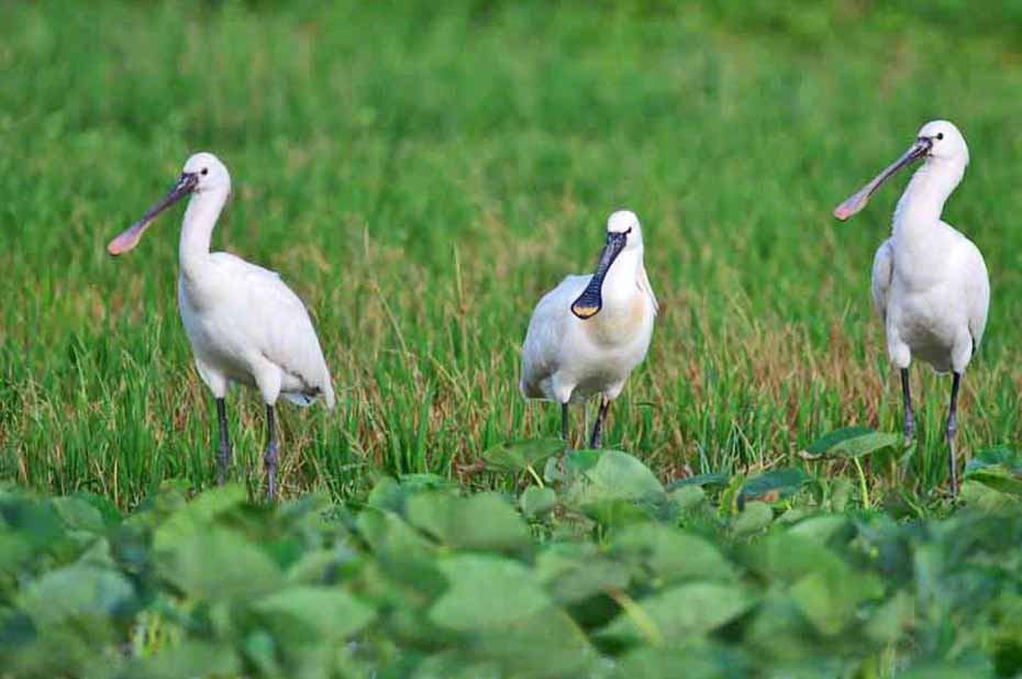 Eurasian Spoonbill - ML331218551