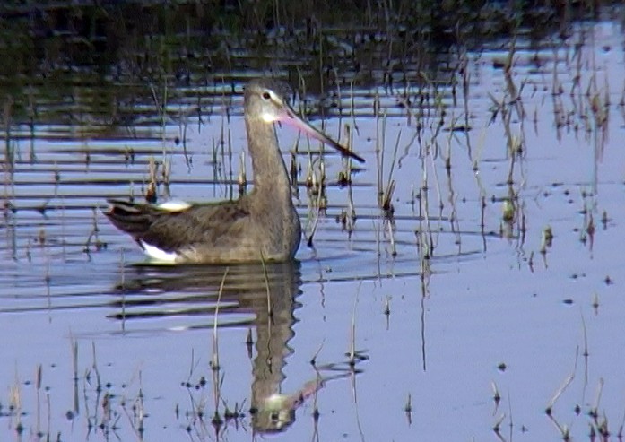 Black-tailed Godwit (limosa) - ML331219001