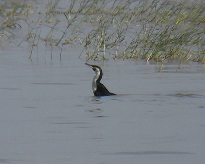 Great Cormorant (White-breasted) - Josep del Hoyo