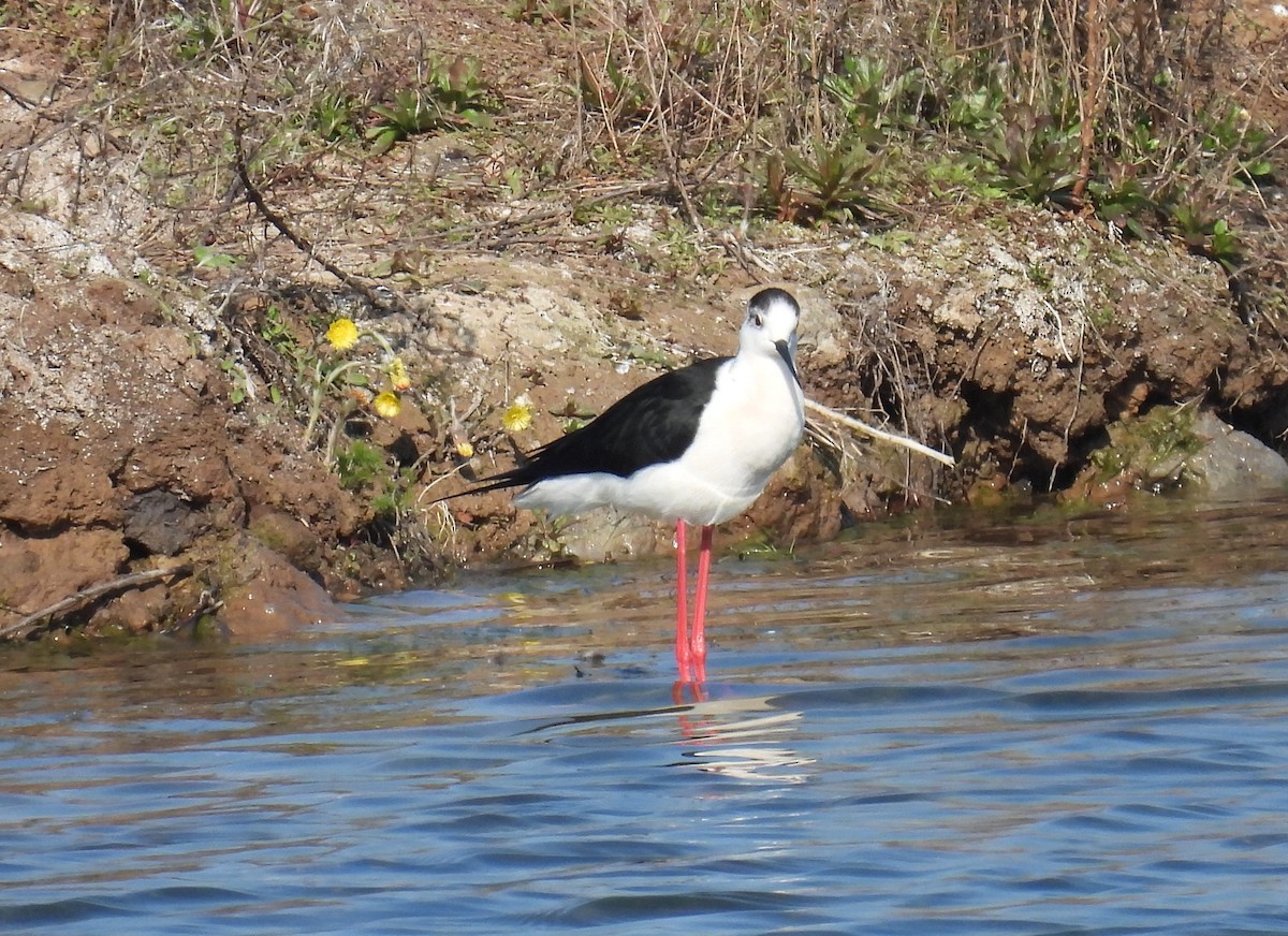 Black-winged Stilt - ML331220301