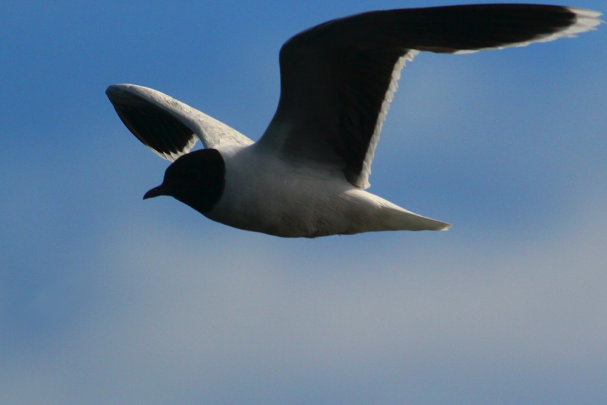 Little Gull - Tyler Pockette