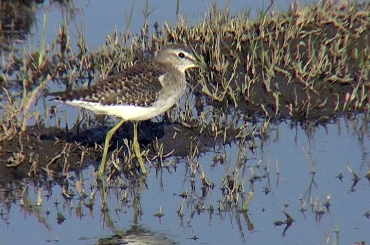 Wood Sandpiper - ML331221411