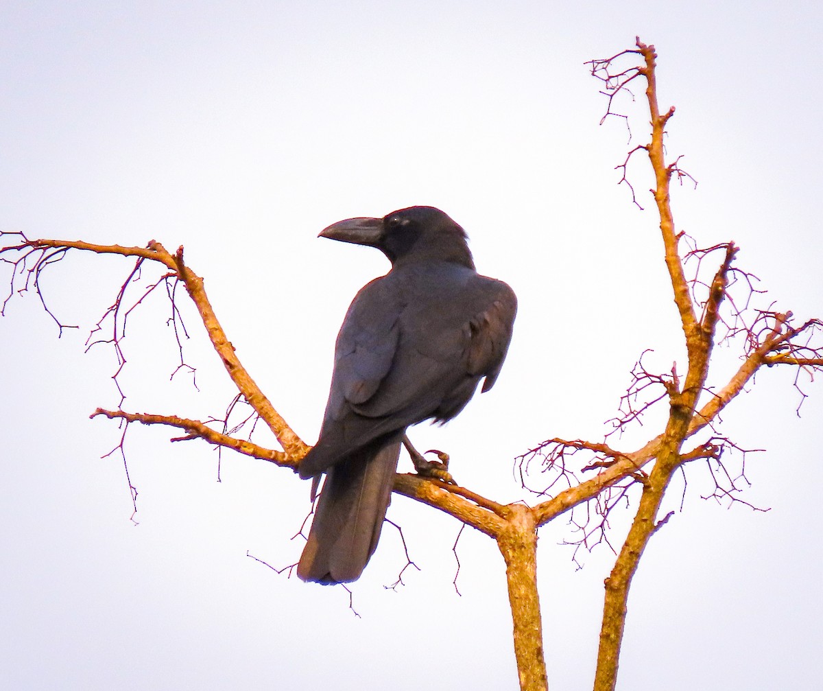 Large-billed Crow - Sevin Danchisen