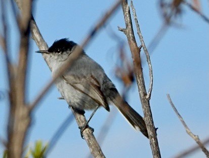 California Gnatcatcher - ML331222151