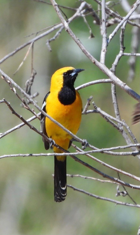 Hooded Oriole - ML331222271