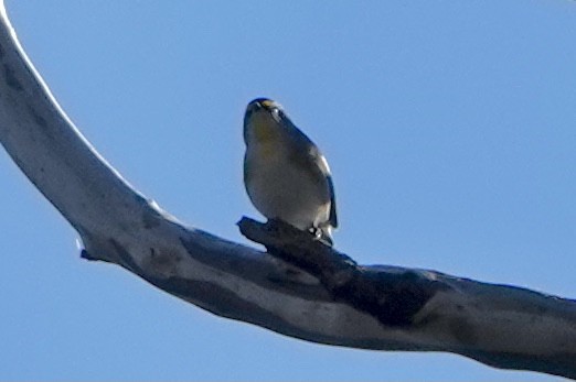 Striated Pardalote - ML331223871