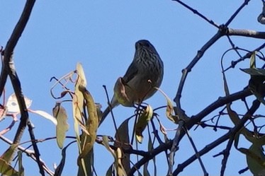 Brown Thornbill - ML331223931