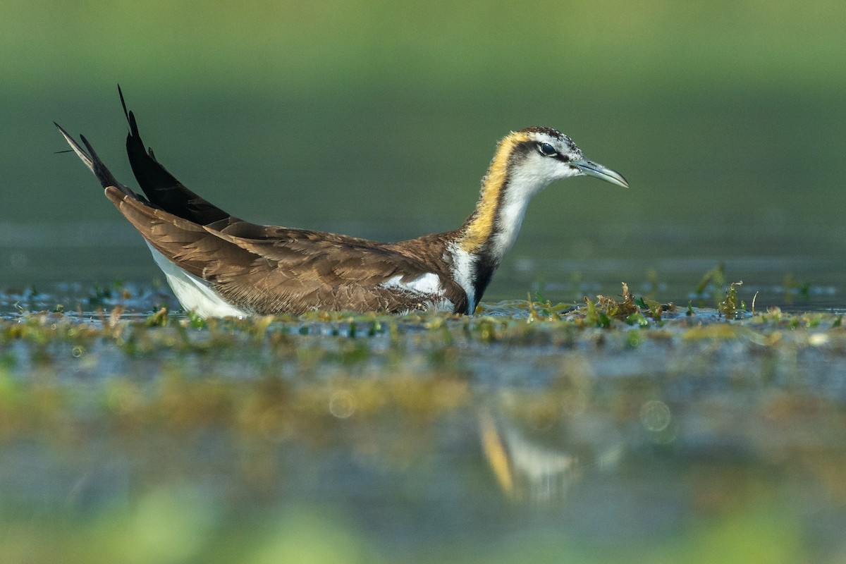 Pheasant-tailed Jacana - ML331226091