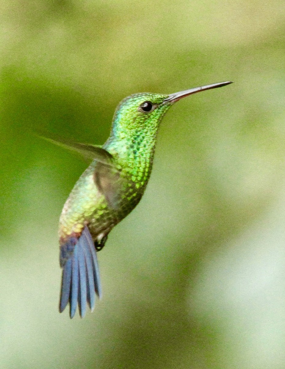Blue-vented Hummingbird - ML331227061
