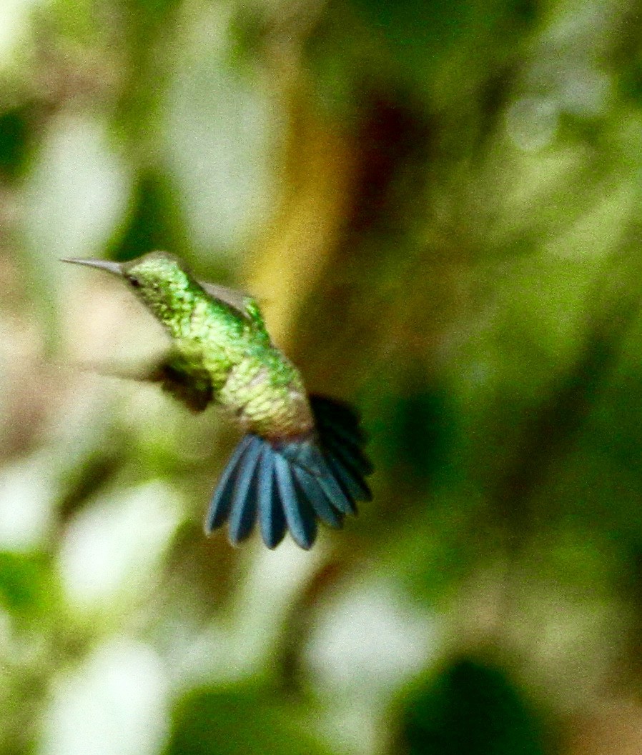 Blue-vented Hummingbird - ML331227101