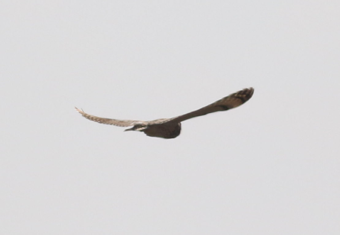 Short-eared Owl - ML331228361