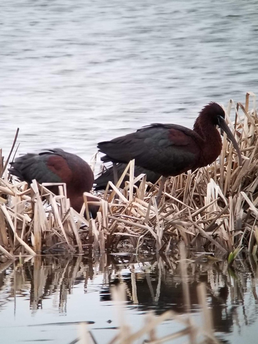 Glossy Ibis - ML331228451