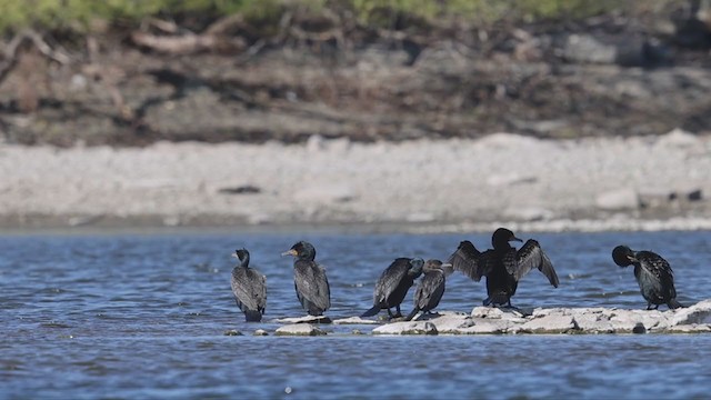 Neotropic Cormorant - ML331229961