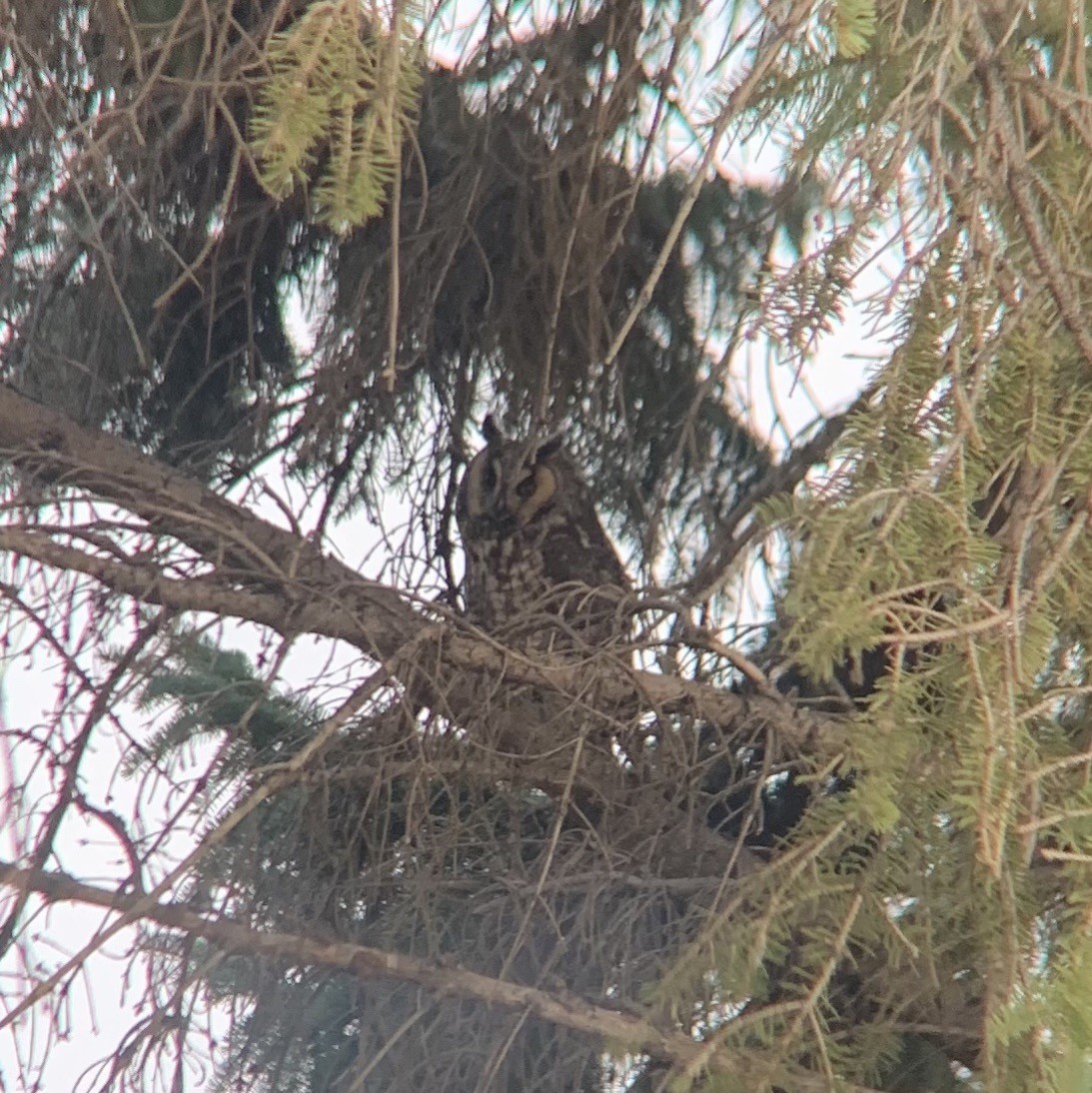 Long-eared Owl - Jodi Boe