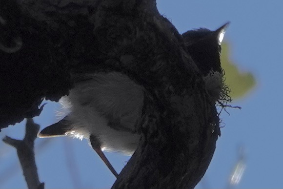 Satin Flycatcher - ML331230451