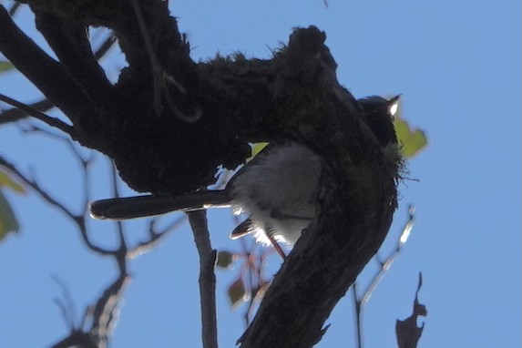 Satin Flycatcher - ML331230461