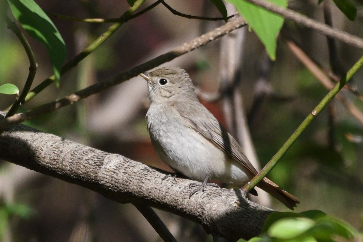 Rusty-tailed Flycatcher - ML331231611