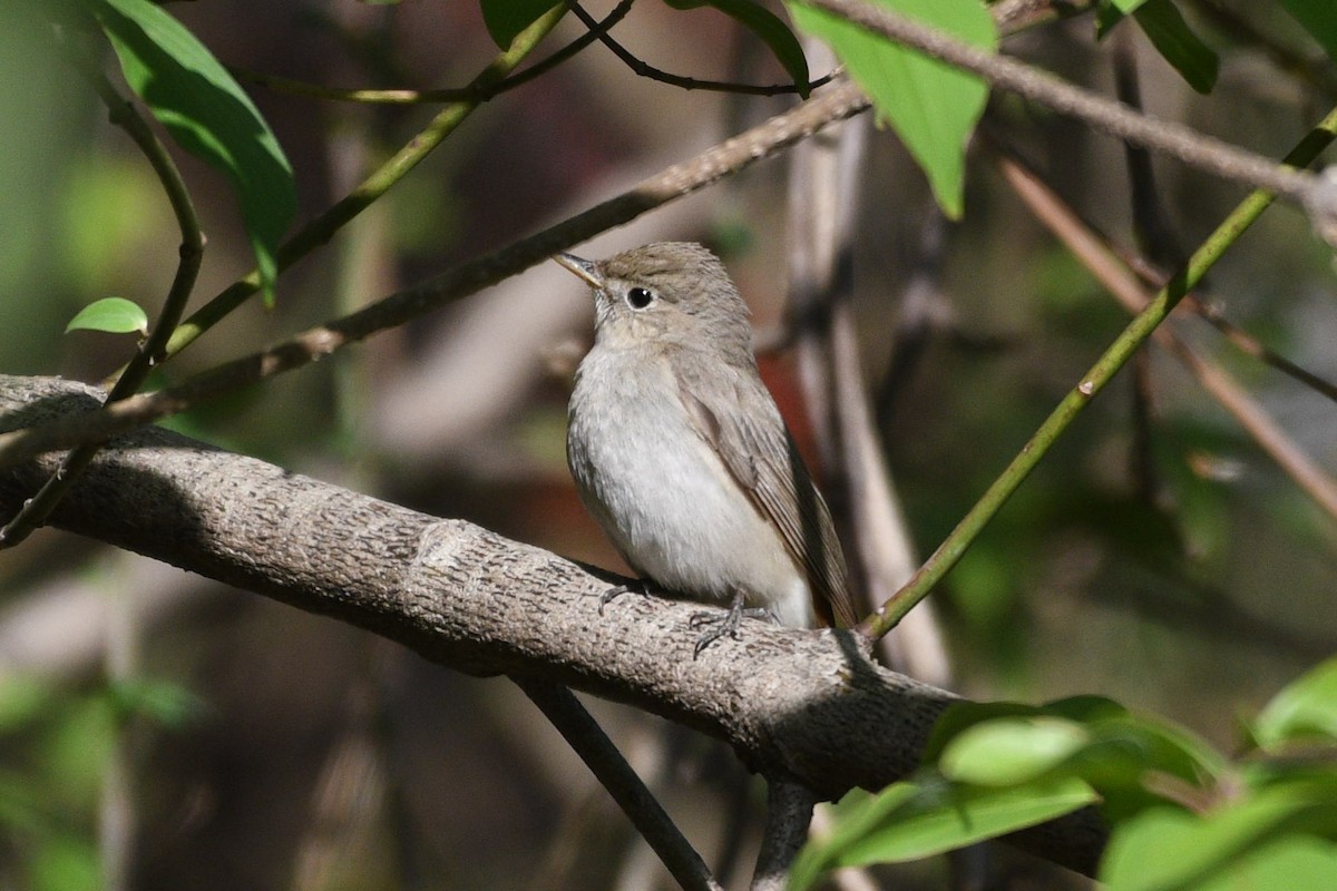 Rusty-tailed Flycatcher - ML331231621