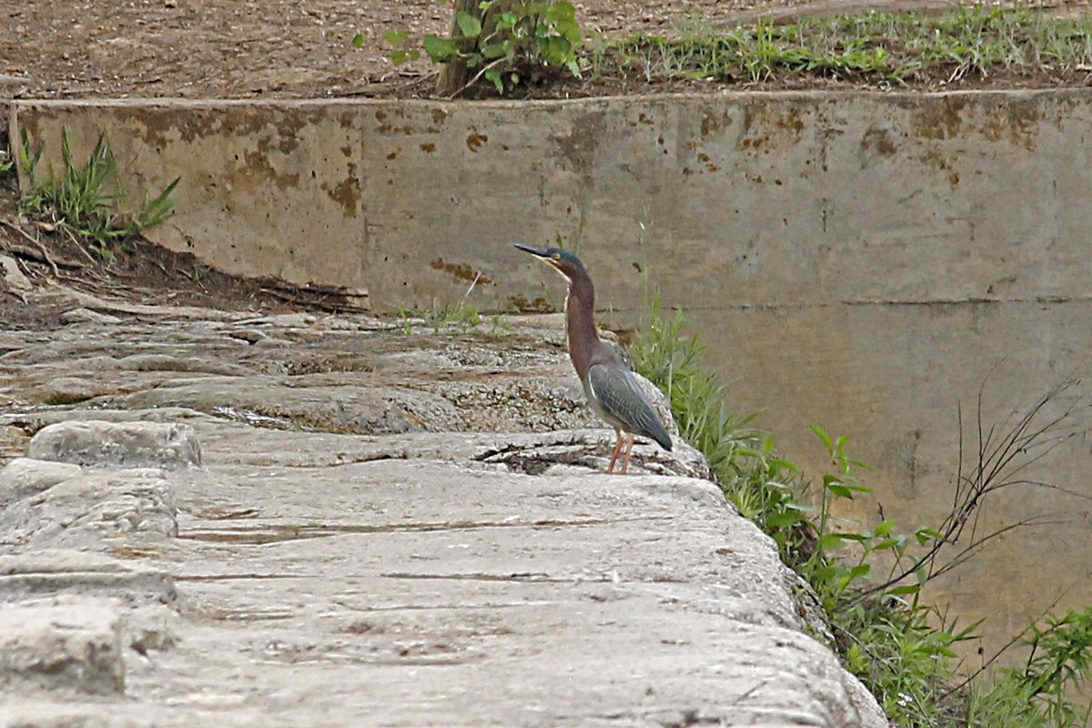 Green Heron - ML331232761