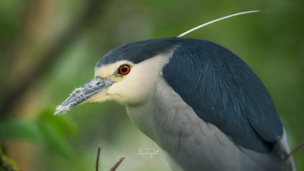 Black-crowned Night Heron - ML331233701