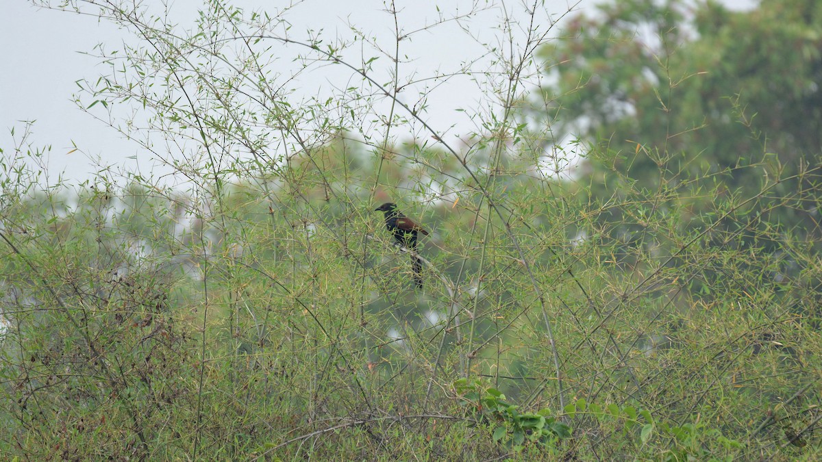 Greater Coucal - ML331235041