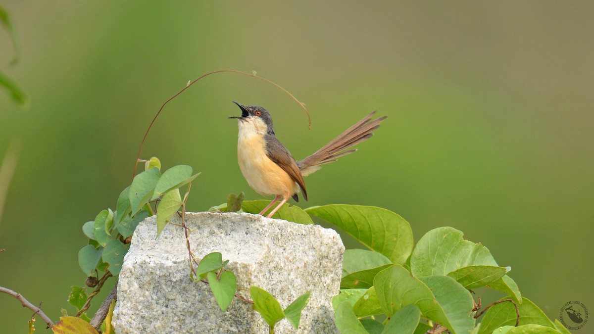Ashy Prinia - Prem Prakash Garg