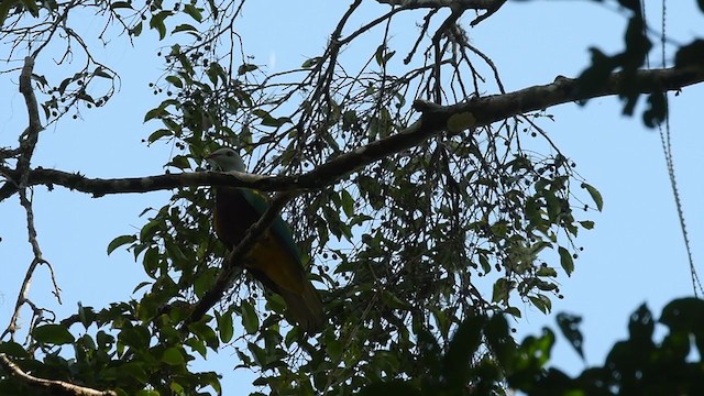 Wompoo Fruit-Dove - ML331235951