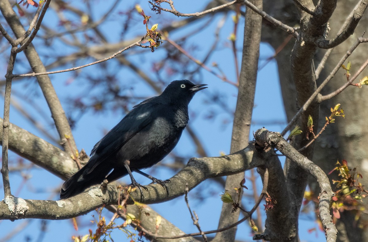Rusty Blackbird - Kalpesh Krishna