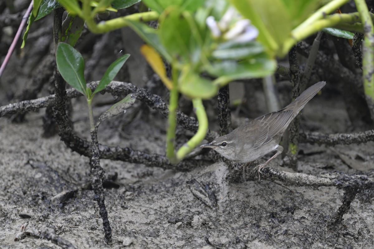 Pleske's Grasshopper Warbler - Chun Fai LO