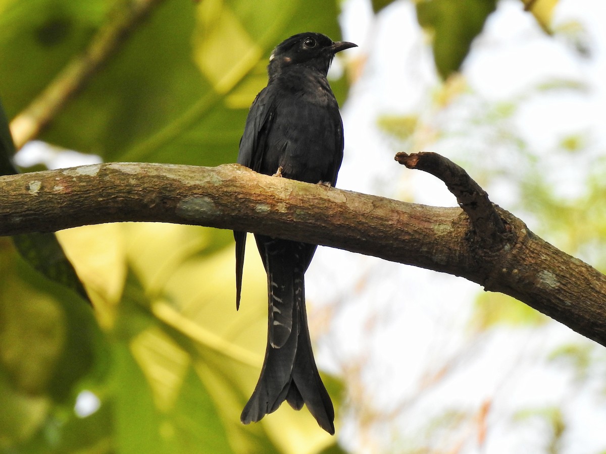 Fork-tailed Drongo-Cuckoo - Abhinav Nair