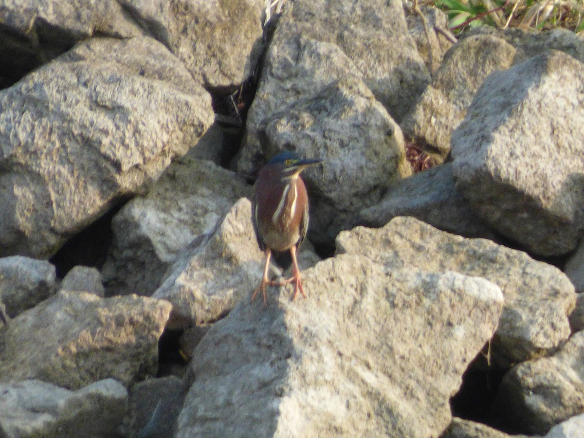 Green Heron - ML331239761