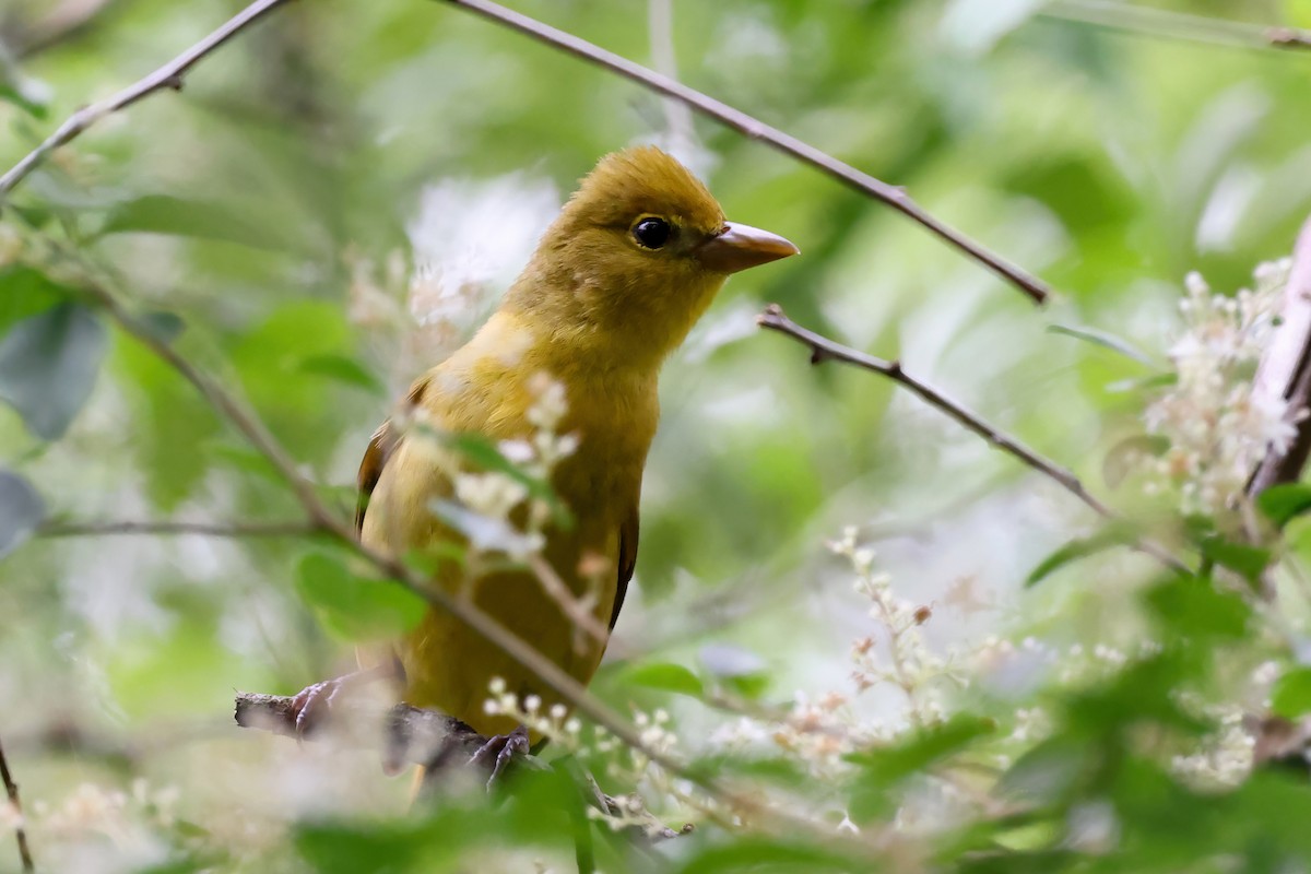 Scarlet Tanager - ML331240261