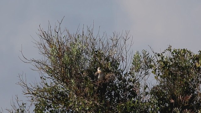 Black-winged Kite - ML331240561