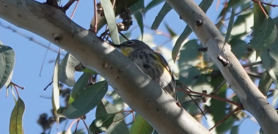 Yellow-rumped Warbler (Audubon's) - ML331241861