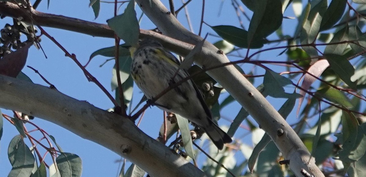 Yellow-rumped Warbler (Audubon's) - ML331241881