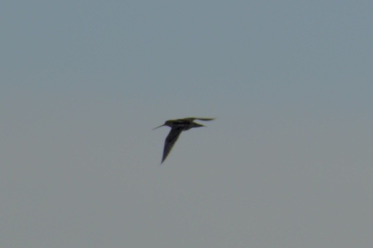 Wilson's Snipe - ML331243881