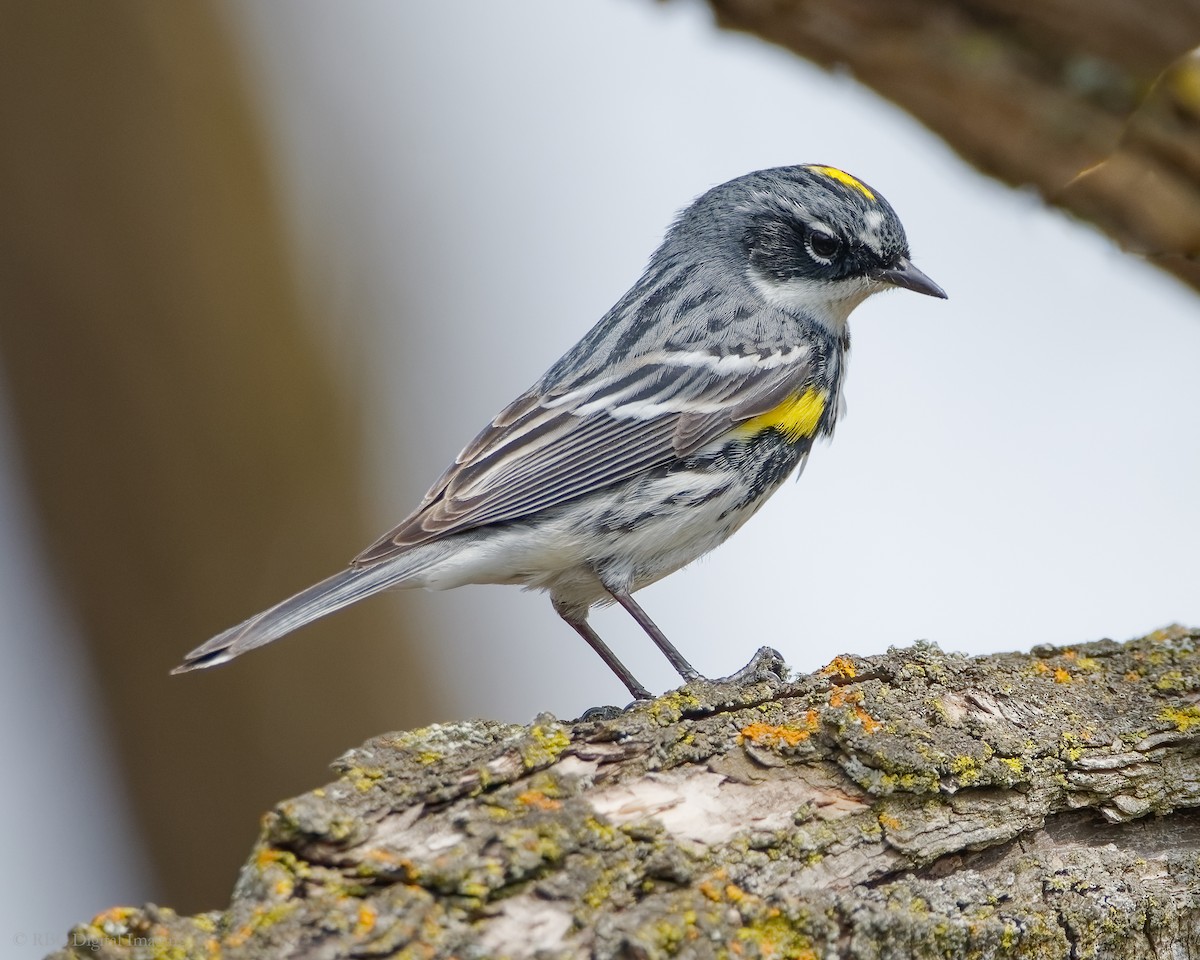 Yellow-rumped Warbler - ML331243901