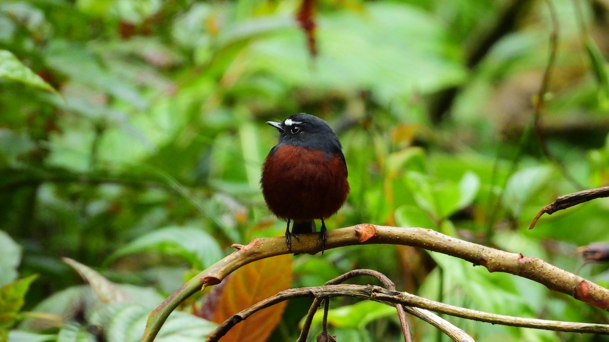 Chestnut-bellied Chat-Tyrant - ML331246121