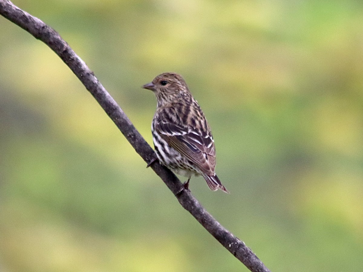 Pine Siskin - Sherry Plessner